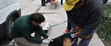 Vacunación antirrábica: se visitarán los barrios El Albergue I, II y Cerámica 