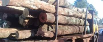 Requieren juicio a tres hombres por comercialización y transporte de madera sin permisos