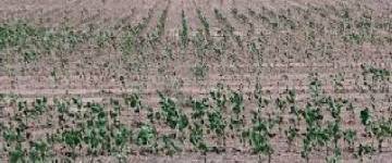 Sequía: en el Gobierno prevén que las lluvias de la segunda quincena del mes traigan alivio al campo