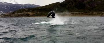 Llegaron las orcas a la costa y sorprendieron con espectaculares saltos